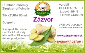 Zázvor
