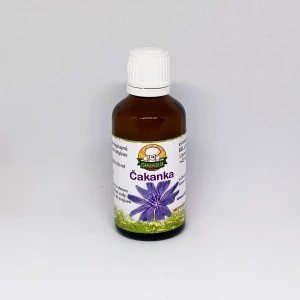 Čakanka obyčajná - listy a kvet